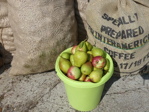 Ein Eimer voller Äpfel, dahinter zwei gefüllte Jute-Säcke