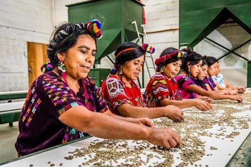 sechs Frauen in südamerikanischer Tracht sortieren Kaffeebohnen.
