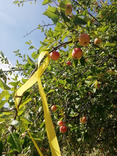 Apfelbaum mit gelbem Band.