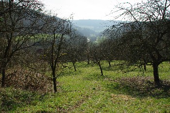 Blick auf eine Streuobstwiese bei Belsenberg - im Frühjahr. Die Bäume tragen noch kein Laub