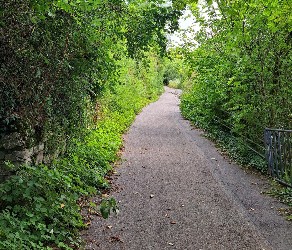 Blick auf einen schmalen Weg, der beidseitig von viel grünen Sträuchern und Bäumen gesäumt ist.