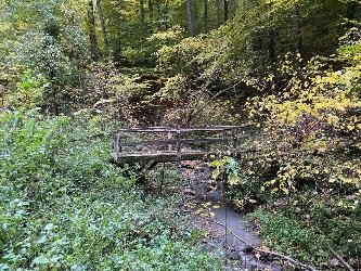 Brücke im Wald