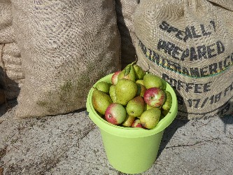 Ein Eimer voller Äpfel, dahinter zwei gefüllte Jute-Säcke