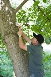 Mann bringt ein Schild an einem Baum an.