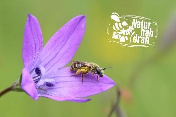 Wildbiene auf einer Glockenblume.