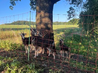 vier Ziegen hinter einem Zaun, unter einen großen Baum