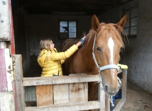 Ein Mädchen striegelt ein Pferd.