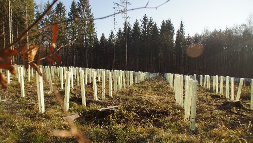 Blick auf eine Waldlichtung mit vielen jungen frisch angepflanzten Bäumen