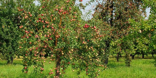Obstbaumwiese